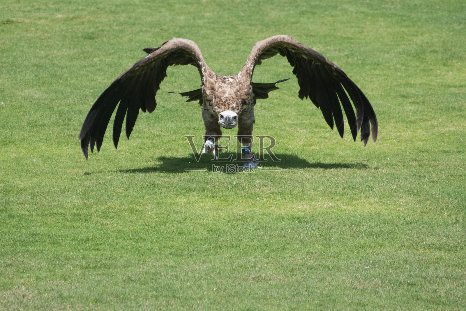 兀鹫展开巨大的翅膀从地上起飞,走过绿色的草地照片摄影图片