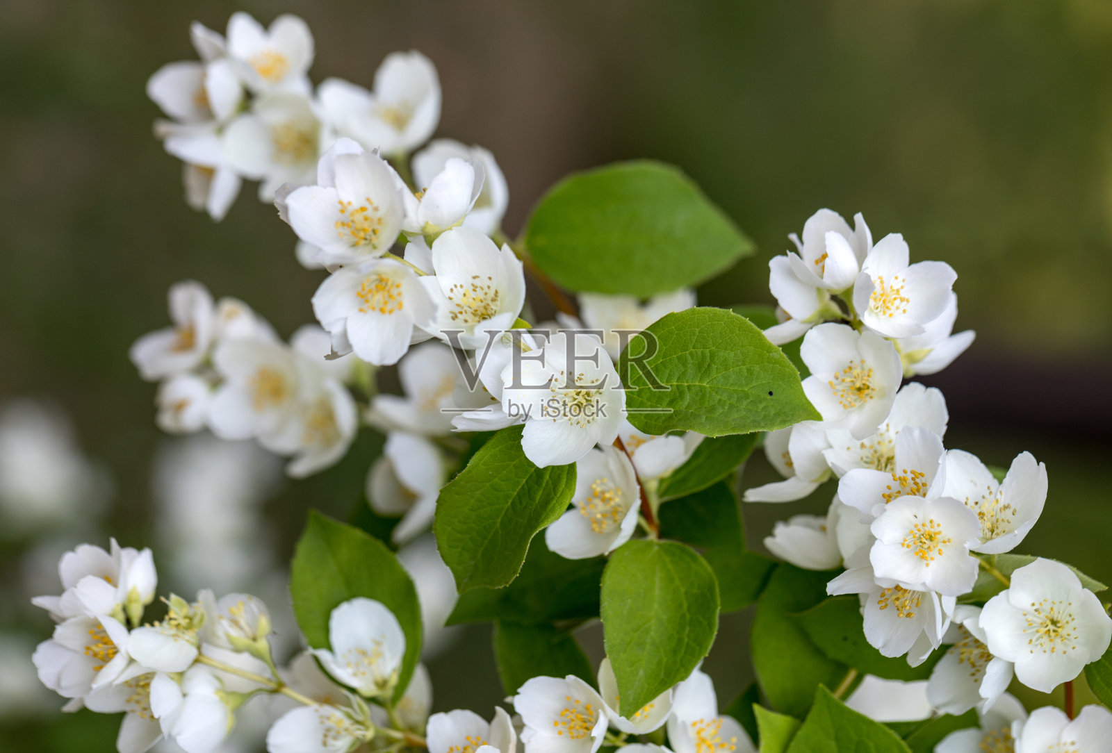 美丽的茉莉花枝在花园里照片摄影图片