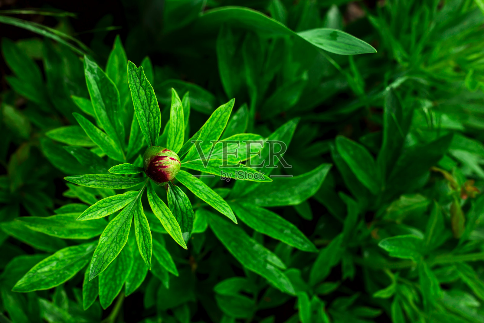 天然植物背景花深色和绿色照片摄影图片