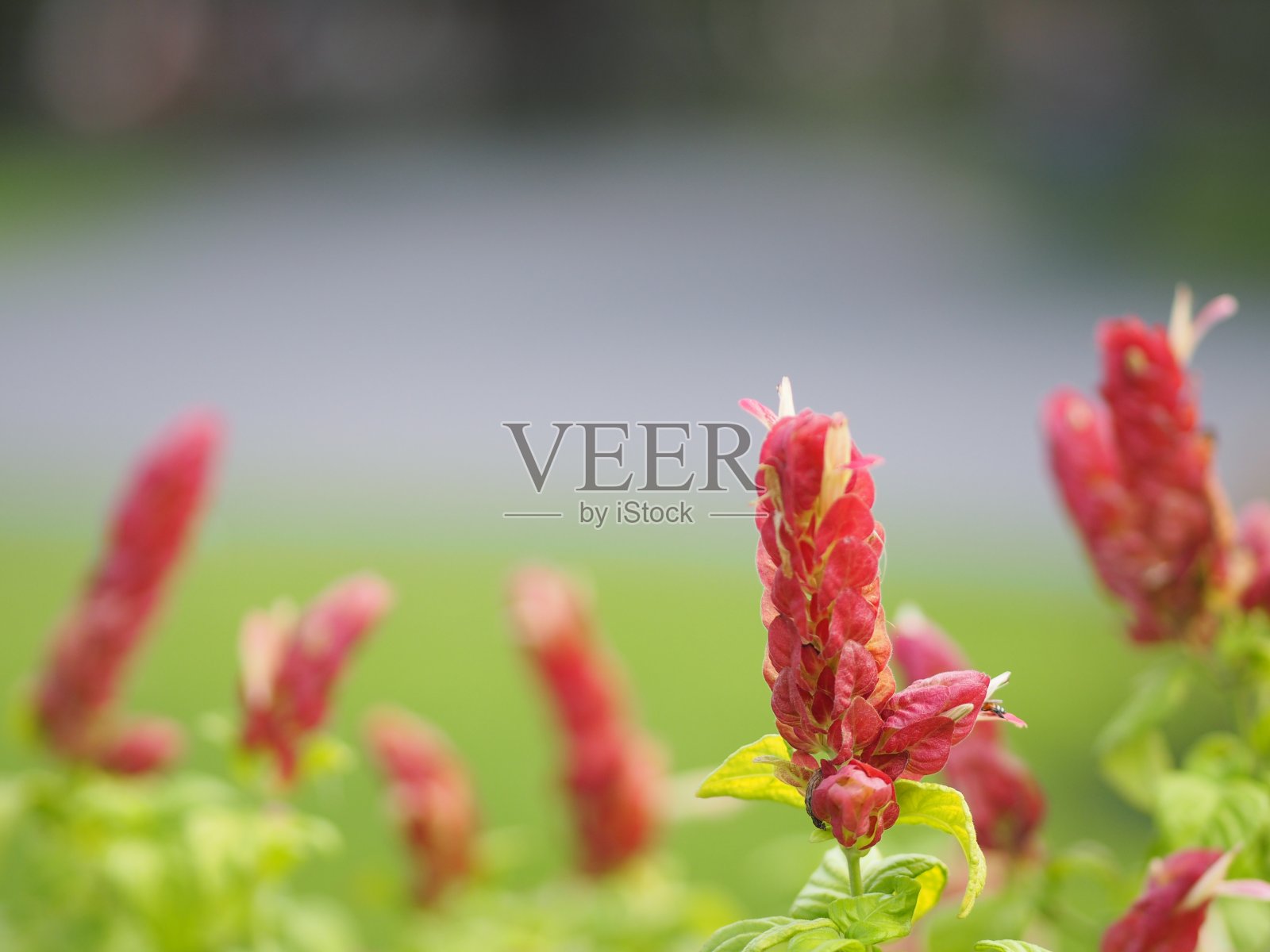 红粉色花名巴拿马皇后草、橙虾草、珊瑚阿菲兰单叶交替披针形花是一个大花束。底座上还装饰了一小束花照片摄影图片