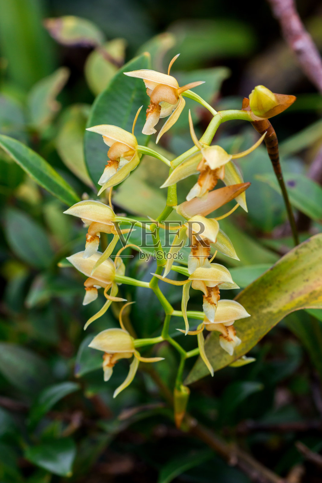 野生兰花,自然界的黄花。照片摄影图片