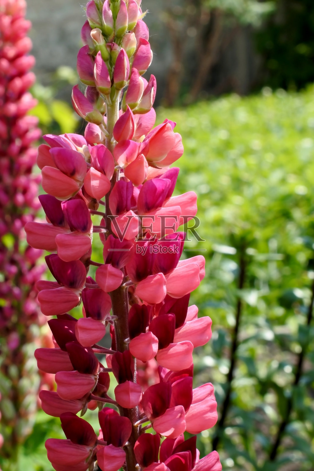 花园里盛开着粉红色花朵的卢平照片摄影图片