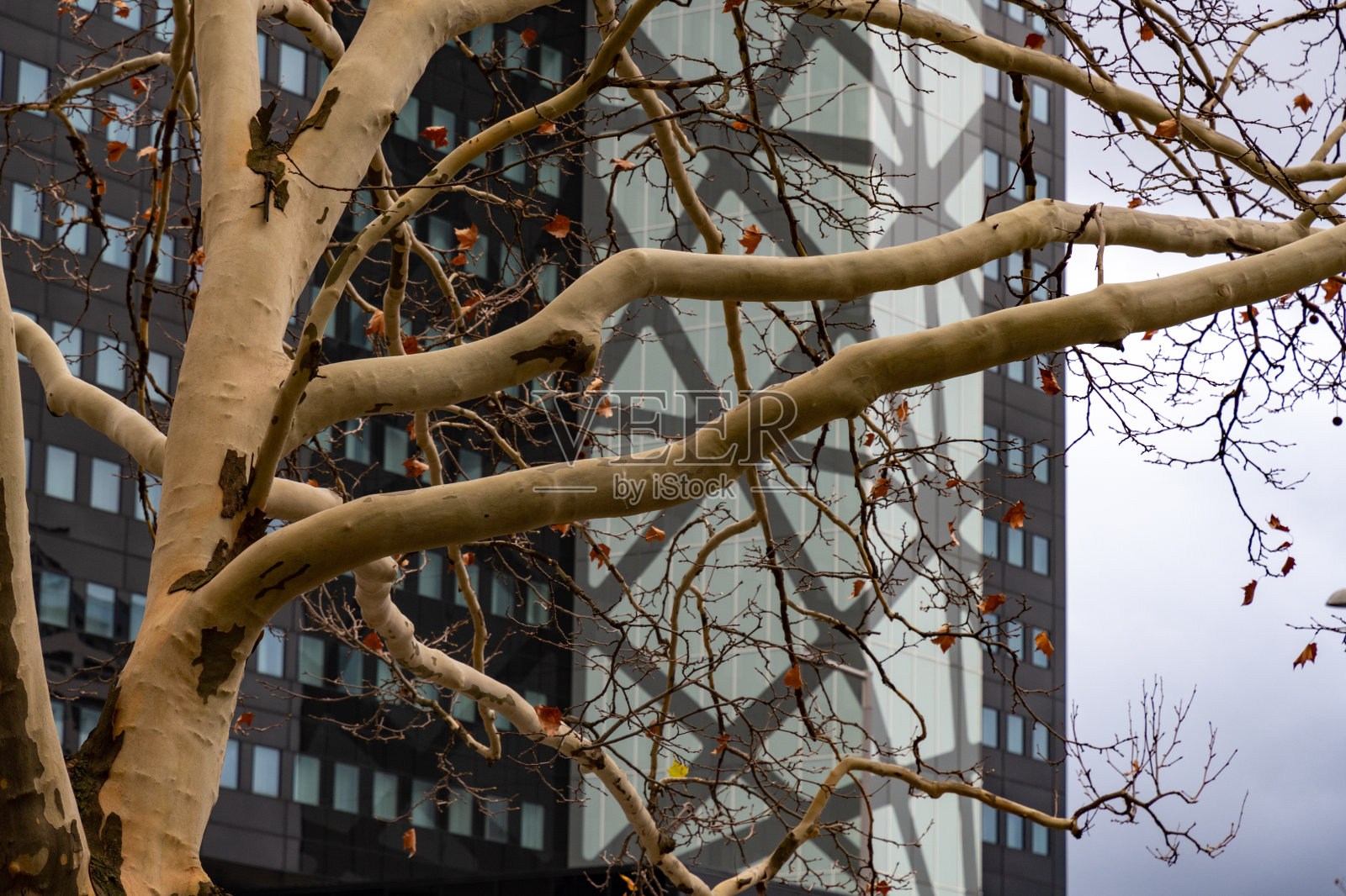 在德国柏林市中心建筑立面的几何城市背景上,浅棕色的树干和无树皮和干树叶的树枝。城市纹理。秋天的城市。照片摄影图片