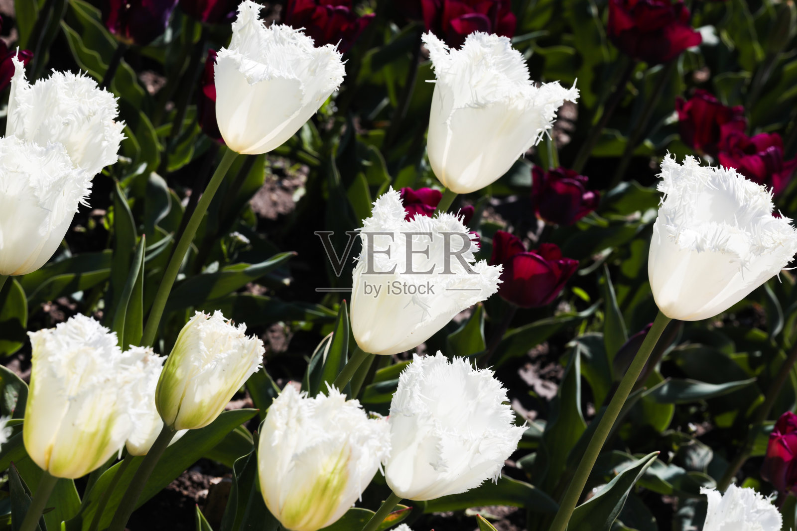 美丽的郁金香花束自然背景。——图片照片摄影图片