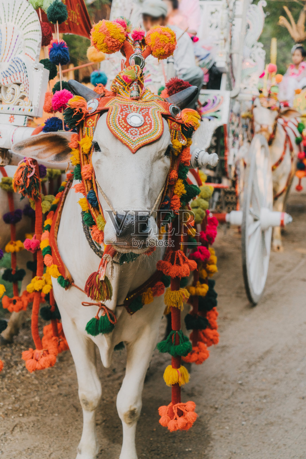 缅甸蒲甘街头节日上装饰的牛照片摄影图片