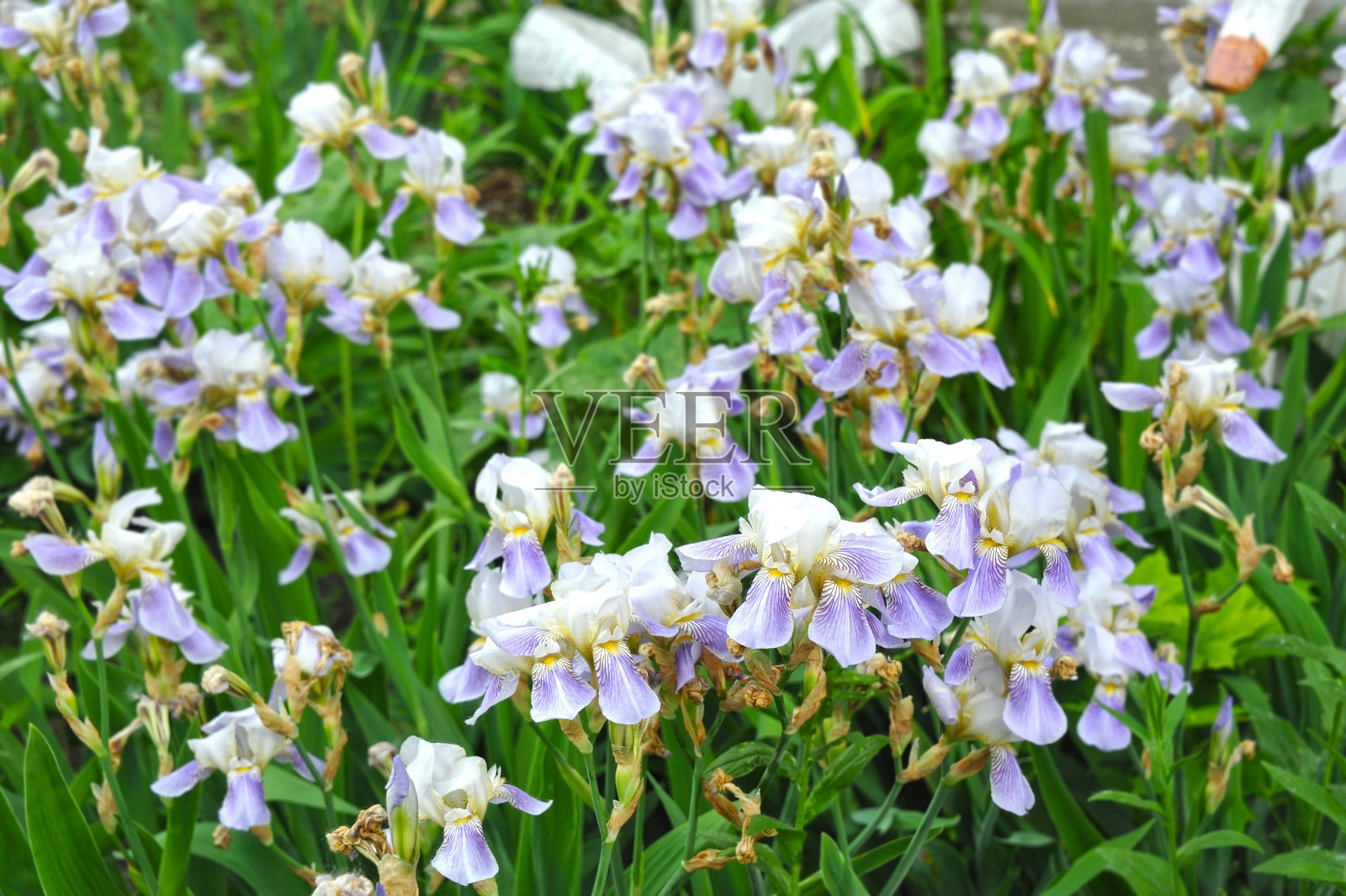 鸢尾花,近处照片摄影图片
