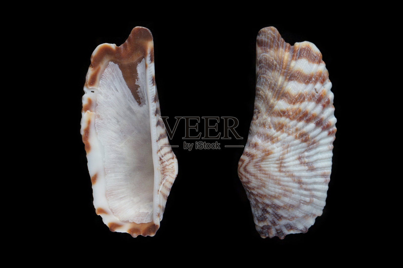 土耳其wing-Arca斑马照片摄影图片