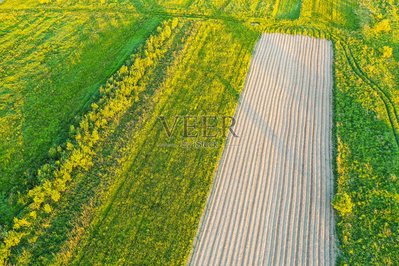 从上面鸟瞰,在草地和草甸树的乡村中犁沟种植农艺植物。照片摄影图片