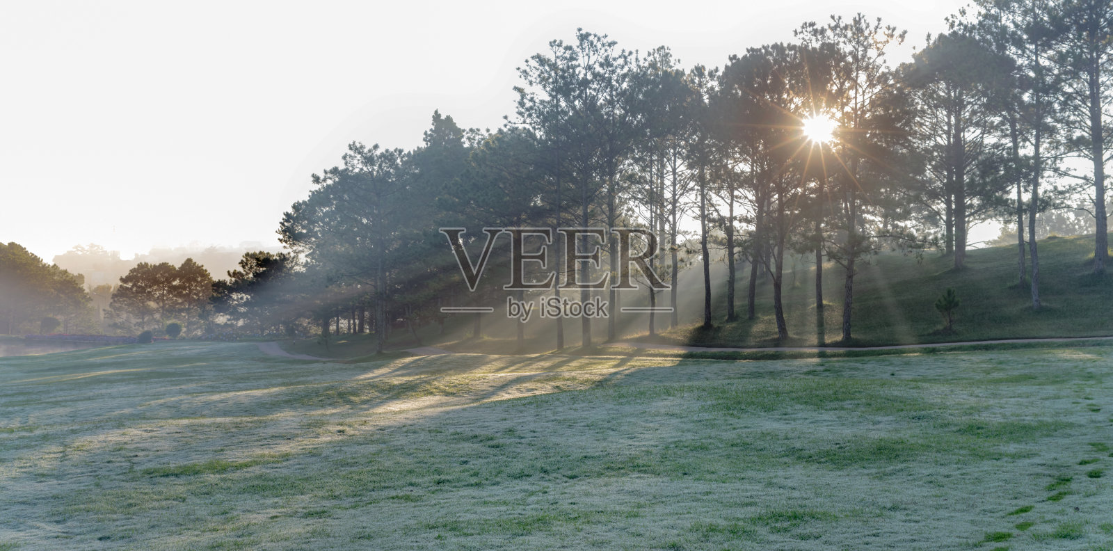 大自然有着神奇的阳光、阳光、绿油油的草地。照片用于高尔夫球的创意设计,清新的环境照片摄影图片