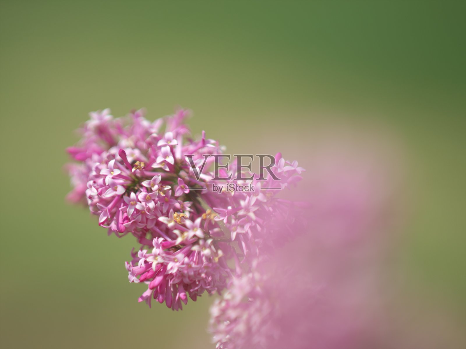 柔软美丽的紫丁香照片摄影图片