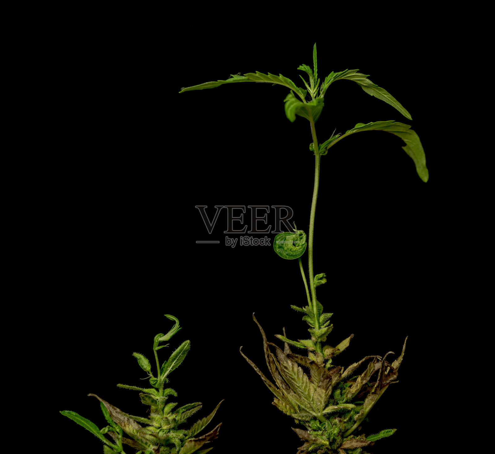 老病的干大麻花与新的绿叶黑色的背景照片摄影图片