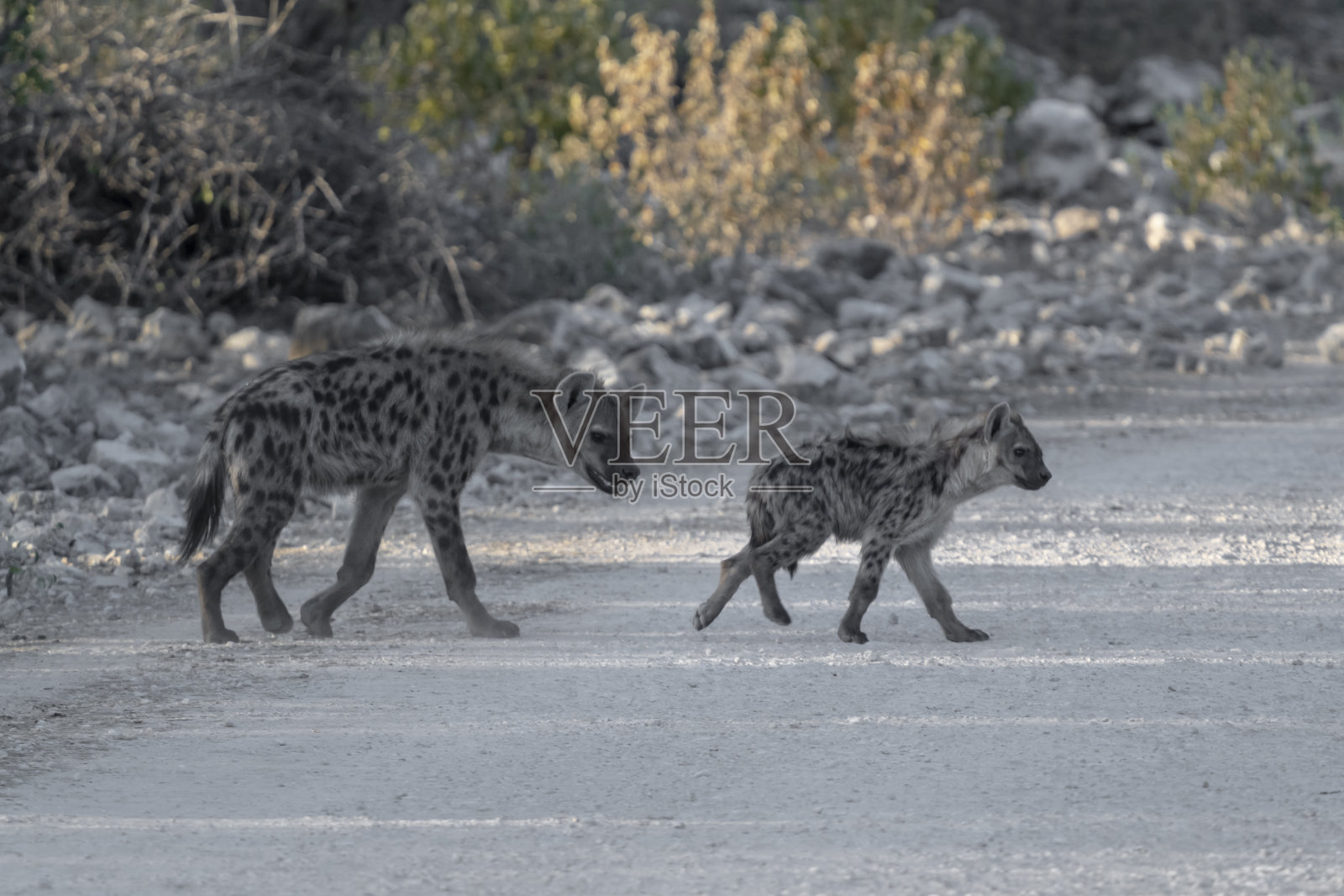 在纳米比亚的埃托沙国家公园,成年和幼年斑点鬣狗正在过马路照片摄影图片