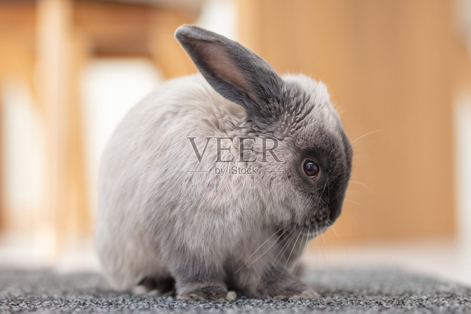 垂下的兔子照片摄影图片