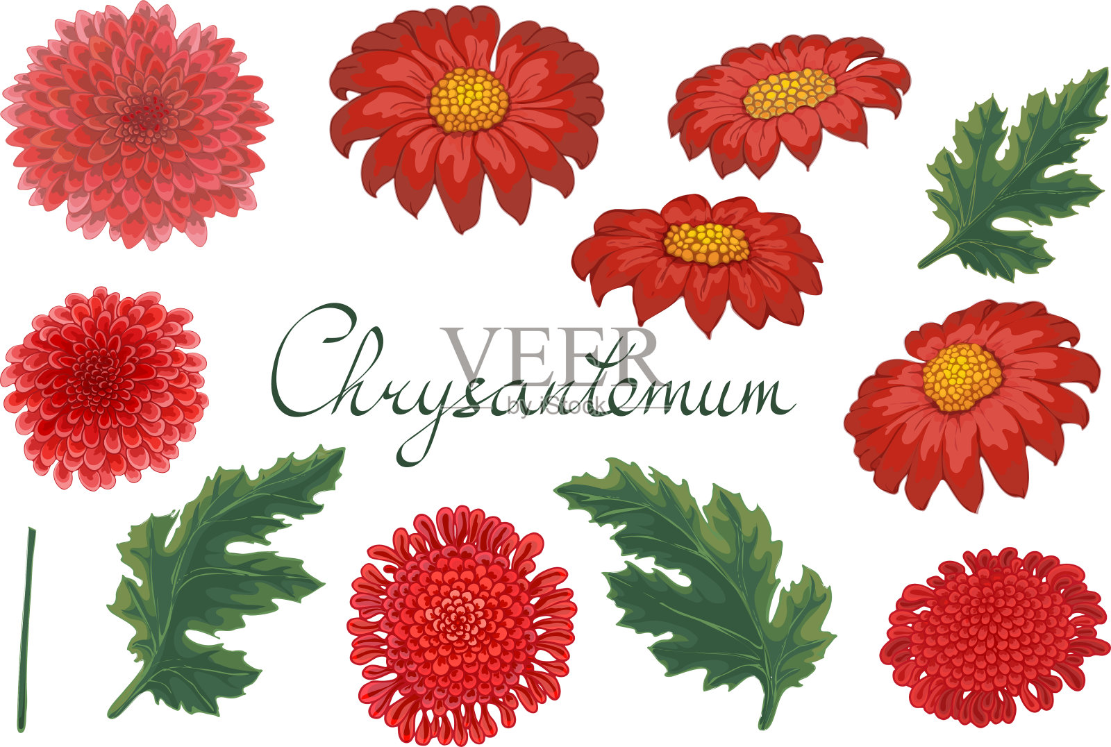 向量菊花插画图片素材