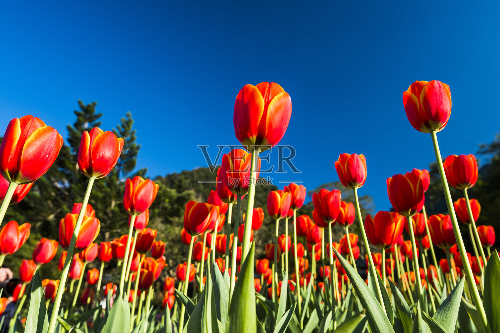 美丽的郁金香花照片摄影图片