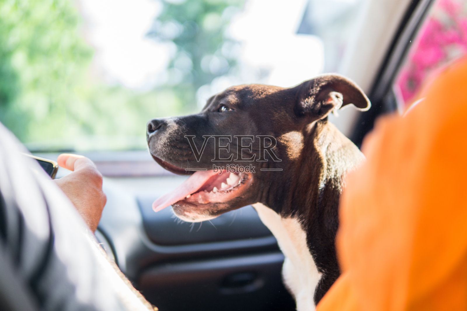 和宠物一起度假照片摄影图片