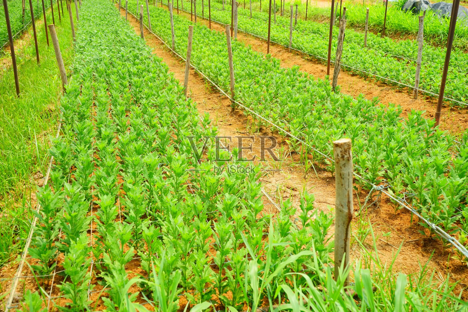 菊花作物照片摄影图片