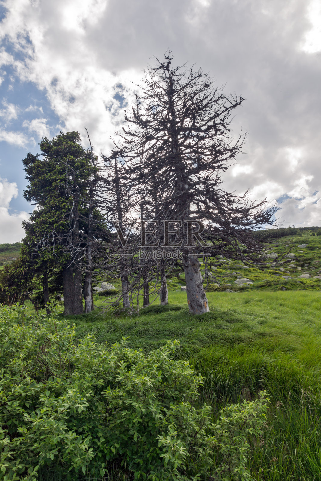 保加利亚索非亚市地区维托沙山的绿色丘陵夏季景观照片摄影图片