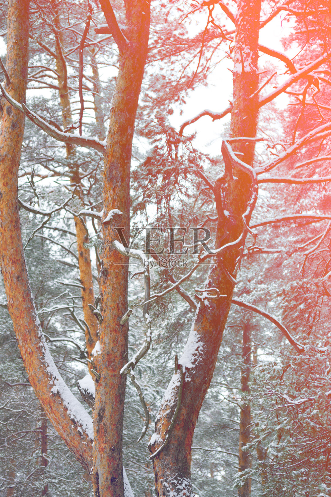 松树林形象照片摄影图片
