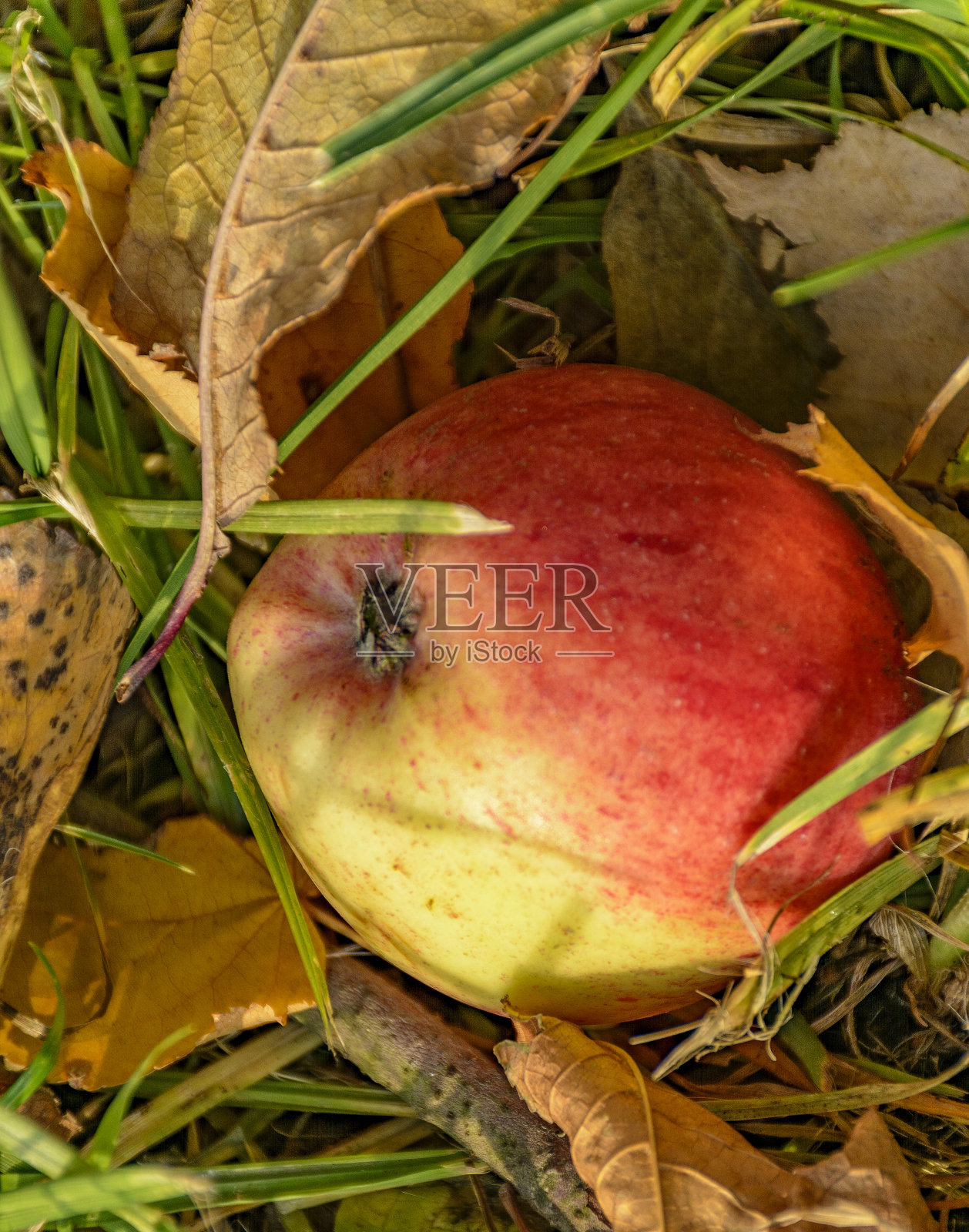 一个苹果从树上掉下来,躺在草地上黄色的叶子上。照片摄影图片