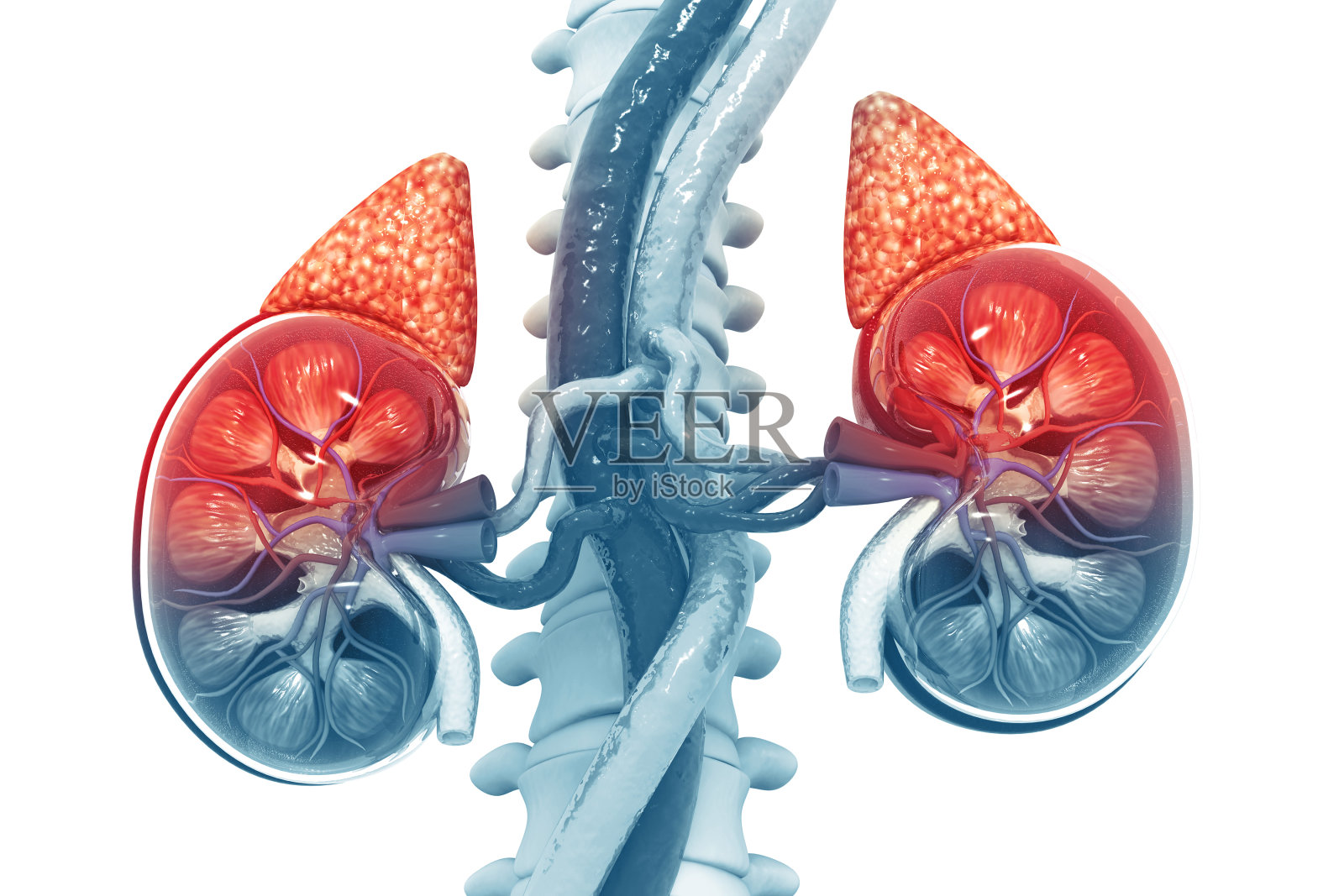人体肾脏横切面照片摄影图片