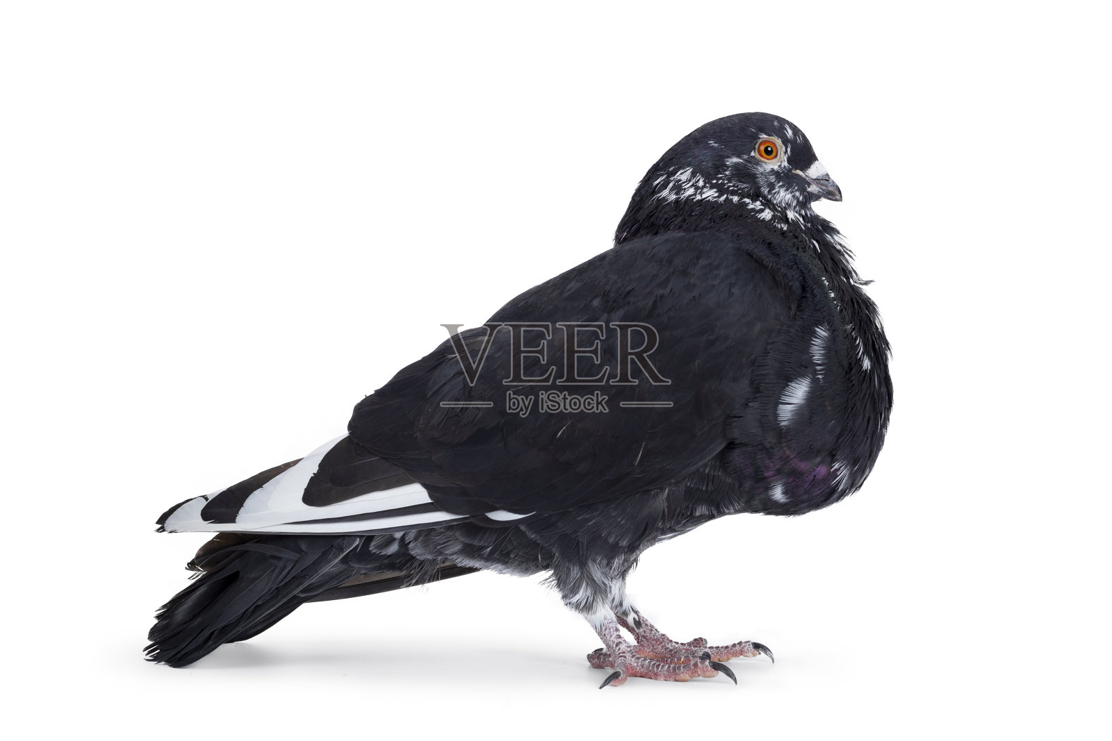 白色背景上的深色鸽子照片摄影图片