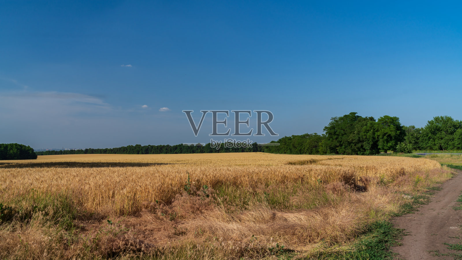 小麦生长在农场的田里照片摄影图片