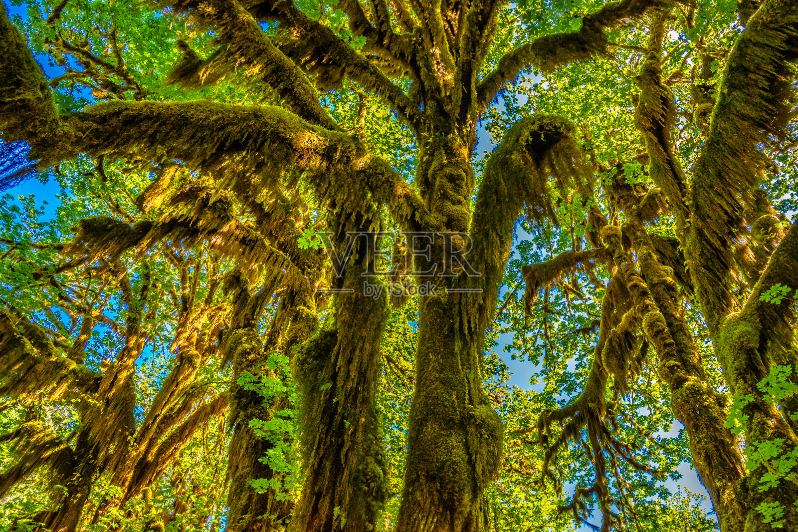 美丽的日出徒步穿越华盛顿州奥林匹克国家公园的Hoh雨林照片摄影图片