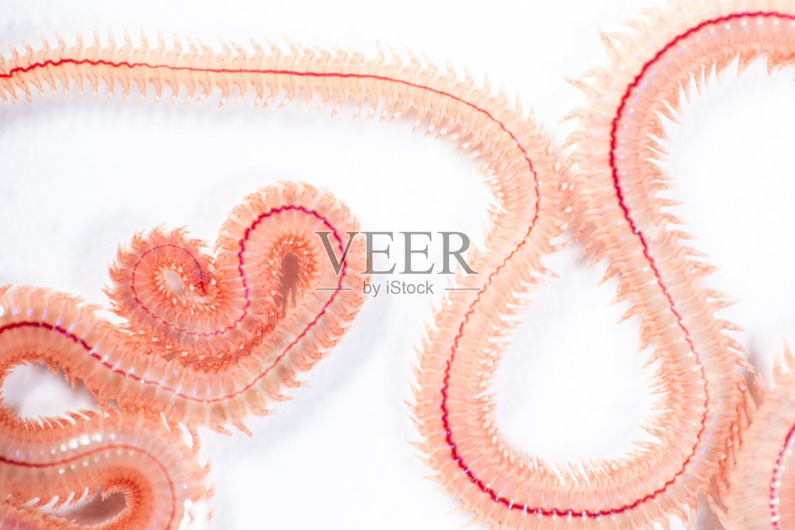 沙虫(Perinereis sp.)与海蠕虫(多毛类)同属一种,生活在相对浅水的海滩地区,用于实验室教育。照片摄影图片