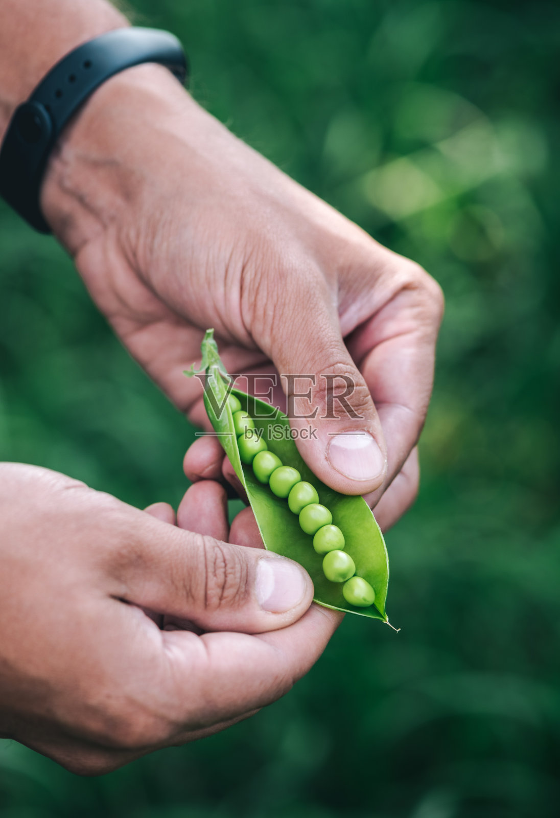 人打开一粒绿色的豌豆照片摄影图片