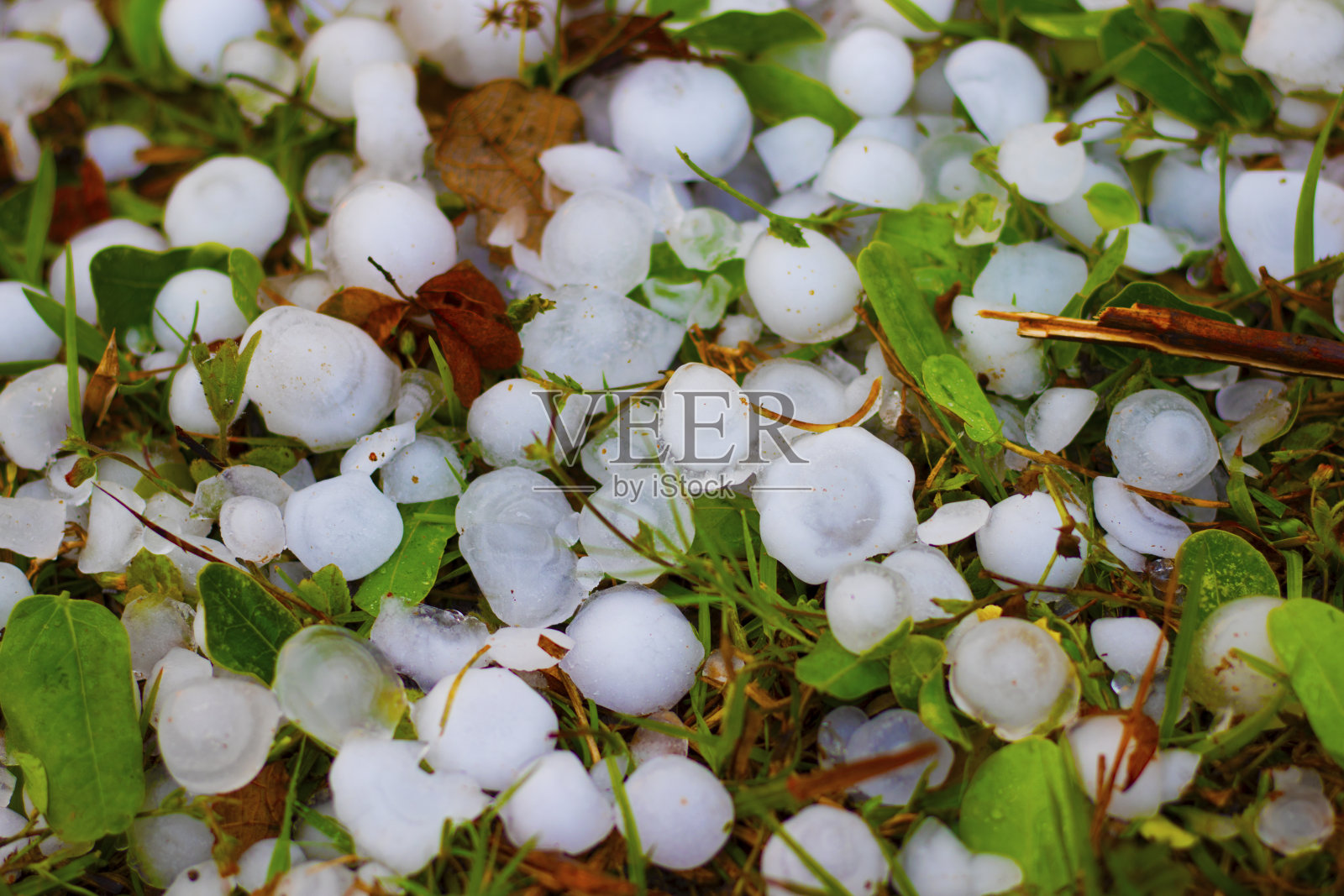 冰雹过后草地上的冰雹,一场暴雨照片摄影图片