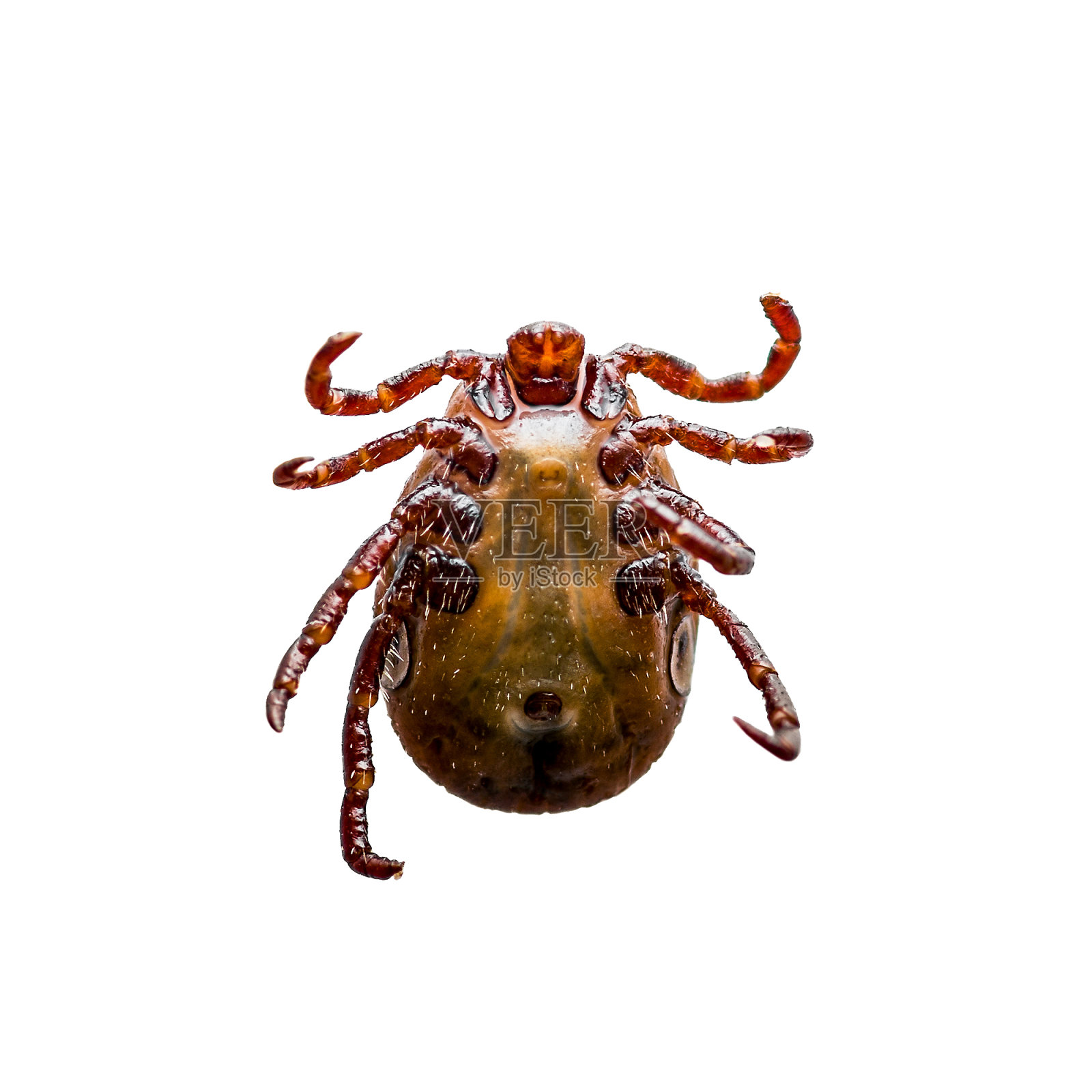 脑炎病毒或莱姆病,Borreliosis Disease或Monkey Fever传染性革蜱蜱蛛形寄生虫昆虫macroisolated on White照片摄影图片