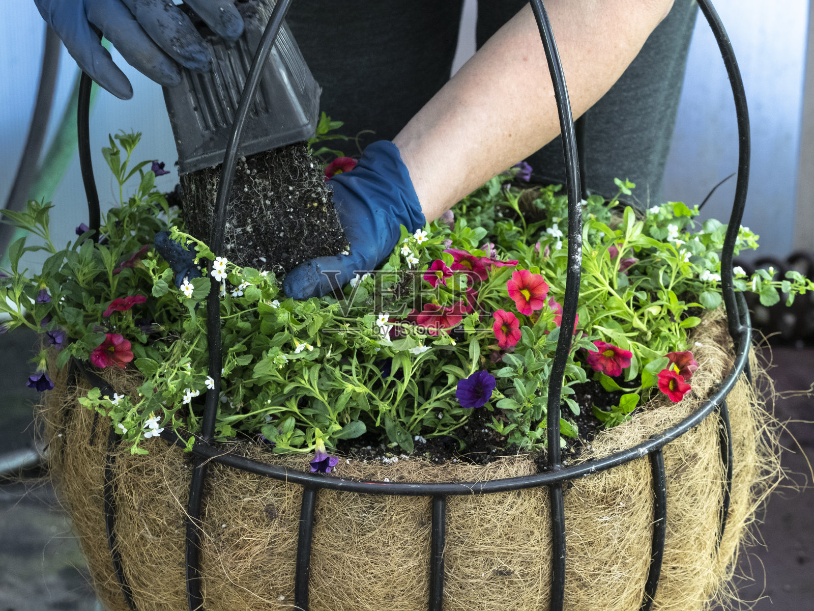 俄勒冈州私人温室开始戴手套手工种植油茶挂篮照片摄影图片