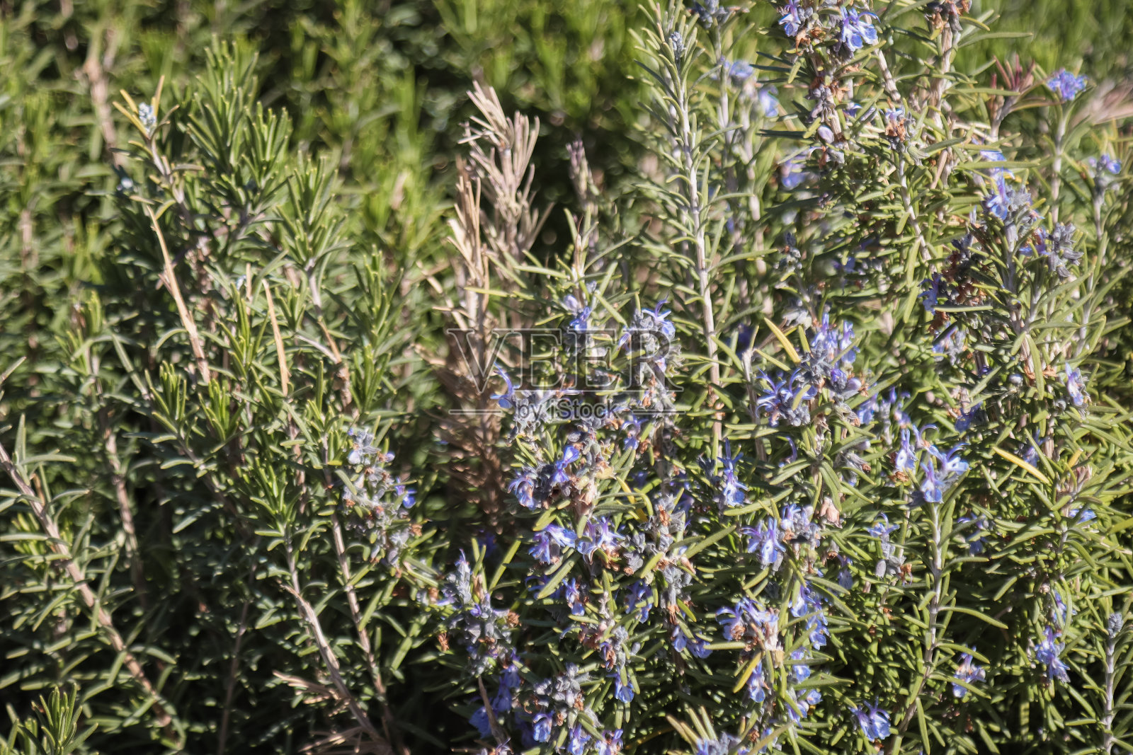 盛开的迷迭香照片摄影图片