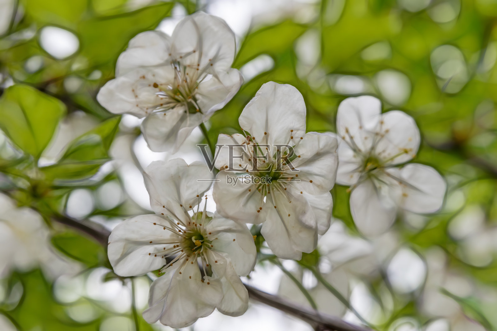 在绿色的大自然中,樱花在树枝和绿叶上绽放。照片摄影图片