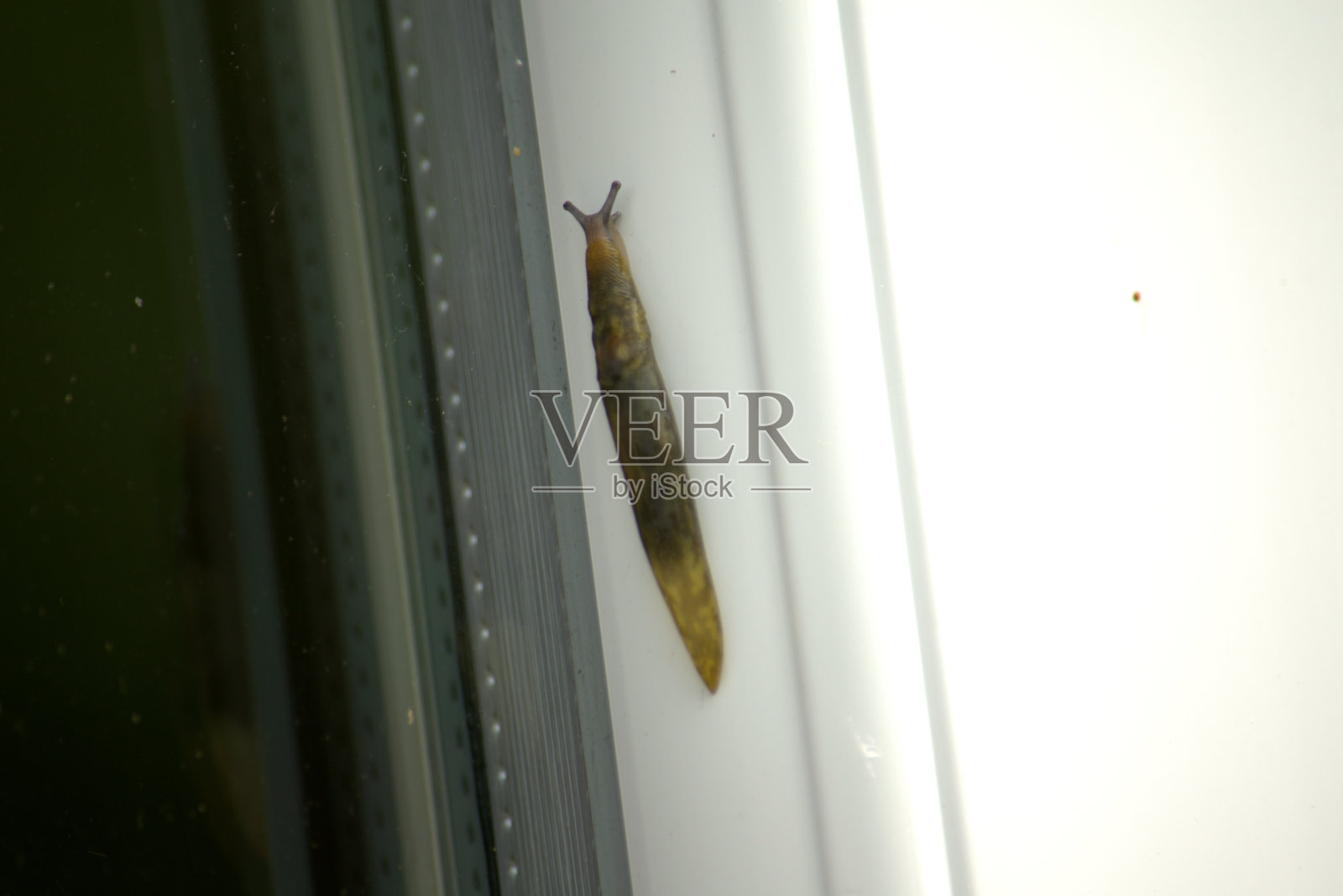 这是一只黄色的花园蛞蝓照片摄影图片