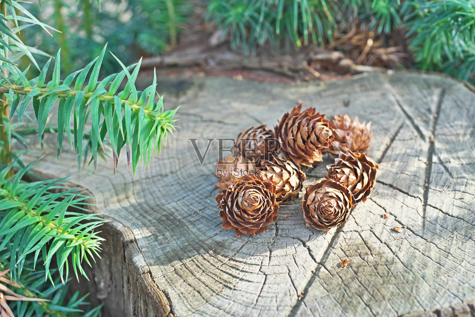 杉木纯林照片摄影图片