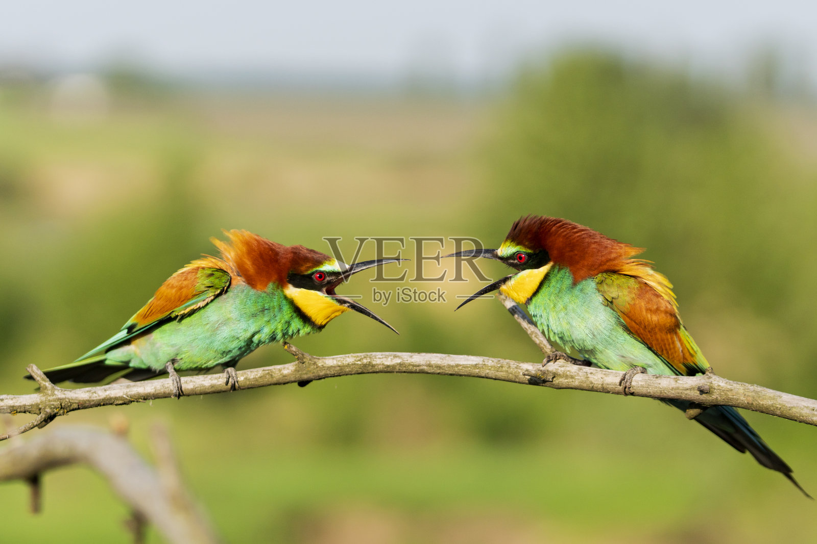 两只美丽的彩色鸟互相尖叫照片摄影图片