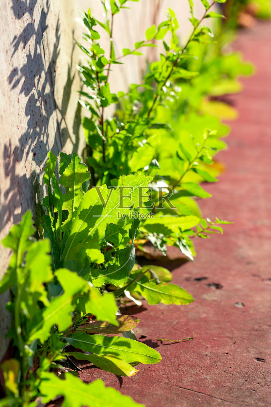32、野草光下,苍鹭花照片摄影图片