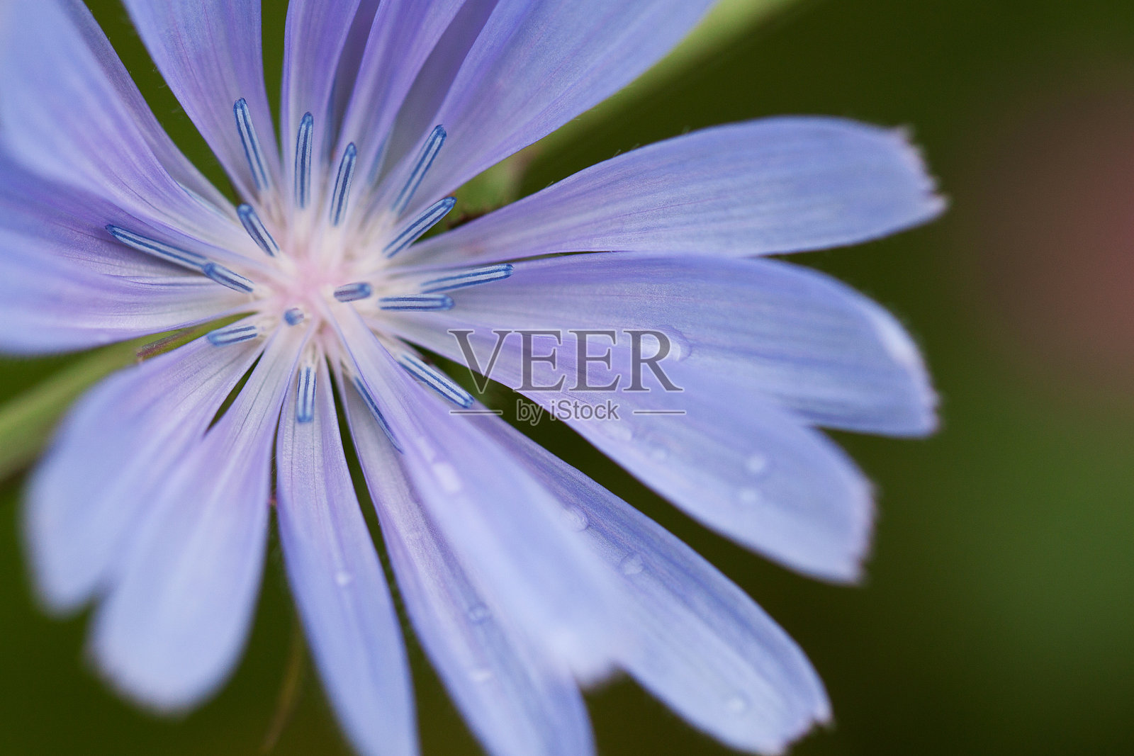 菊苣的花照片摄影图片