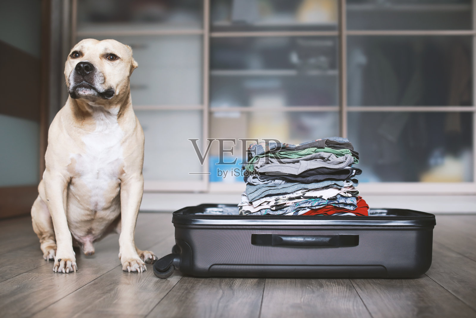 美国斯塔福德郡梗在手提箱附近照片摄影图片