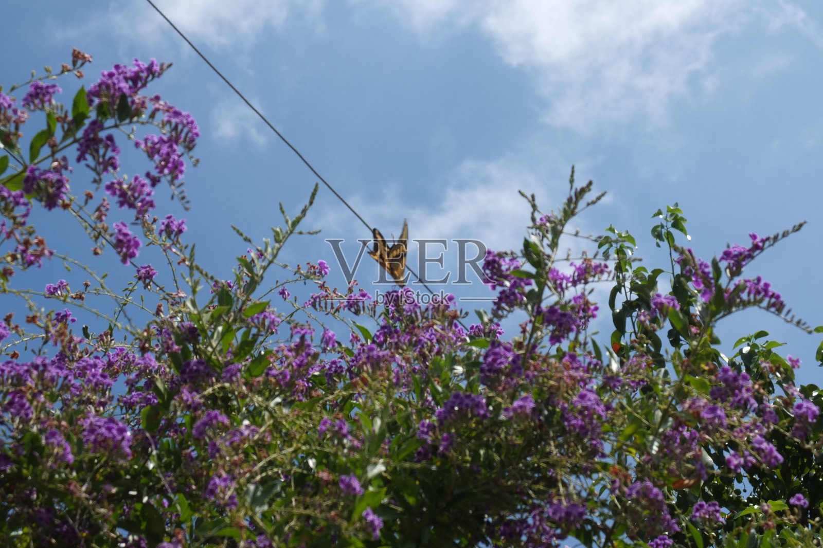 虎凤蝶照片摄影图片