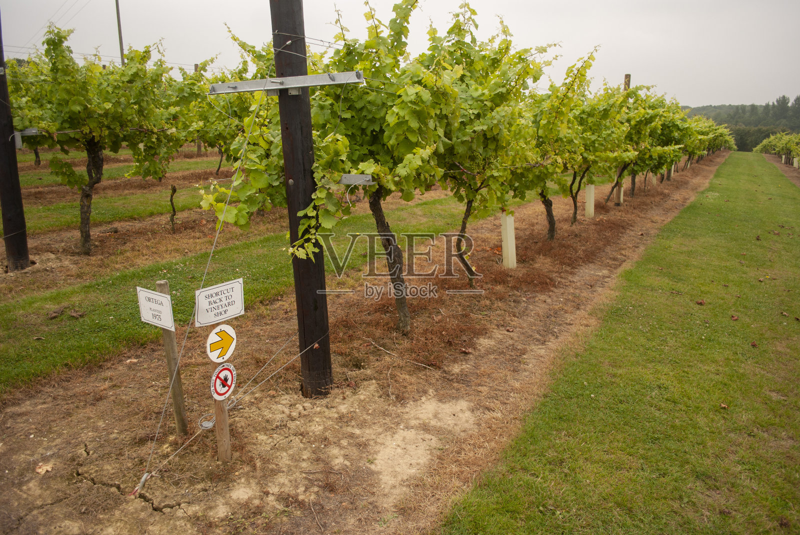 比登登葡萄园照片摄影图片