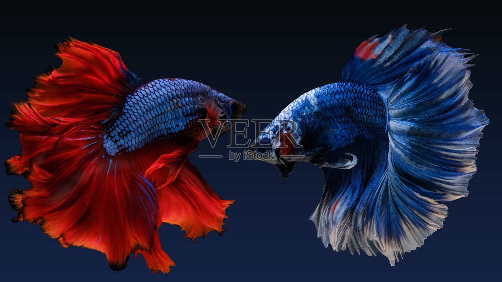 半月弯刀搏鱼鱼照片摄影图片