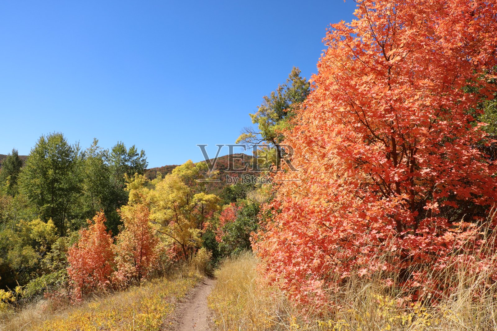 犹他州盐湖城附近的秋天森林小径照片摄影图片