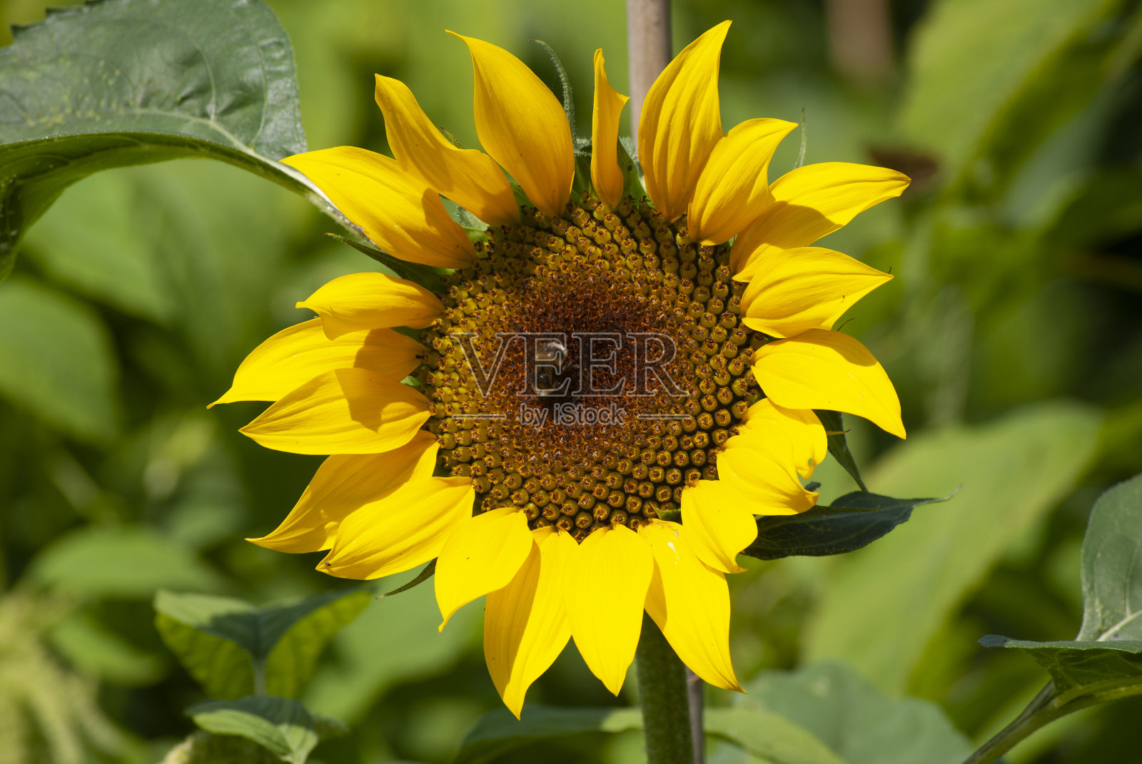 蜜蜂在向日葵照片摄影图片