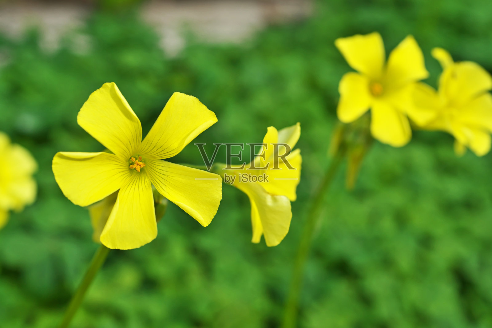 酢浆草照片摄影图片