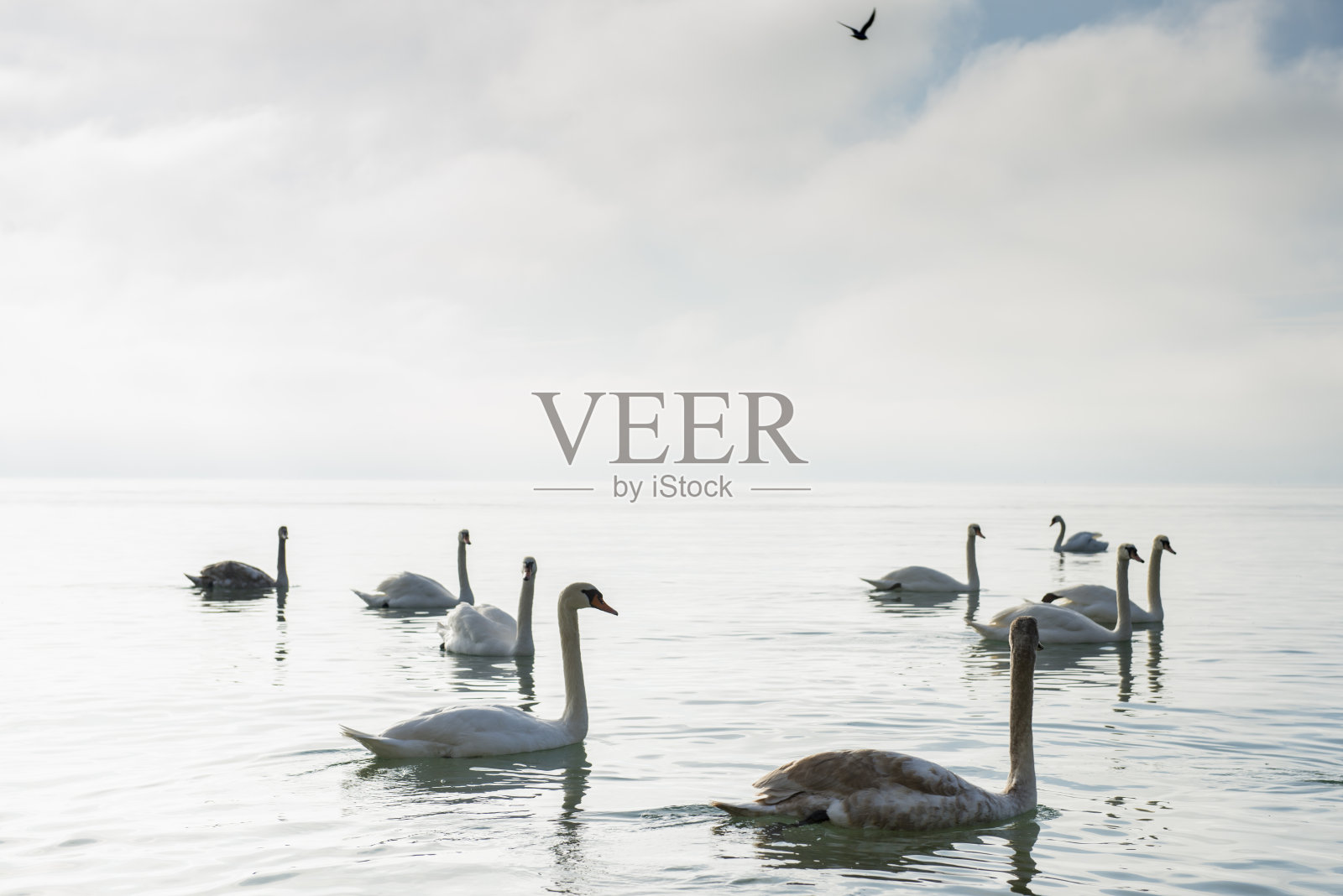 湖上的天鹅照片摄影图片