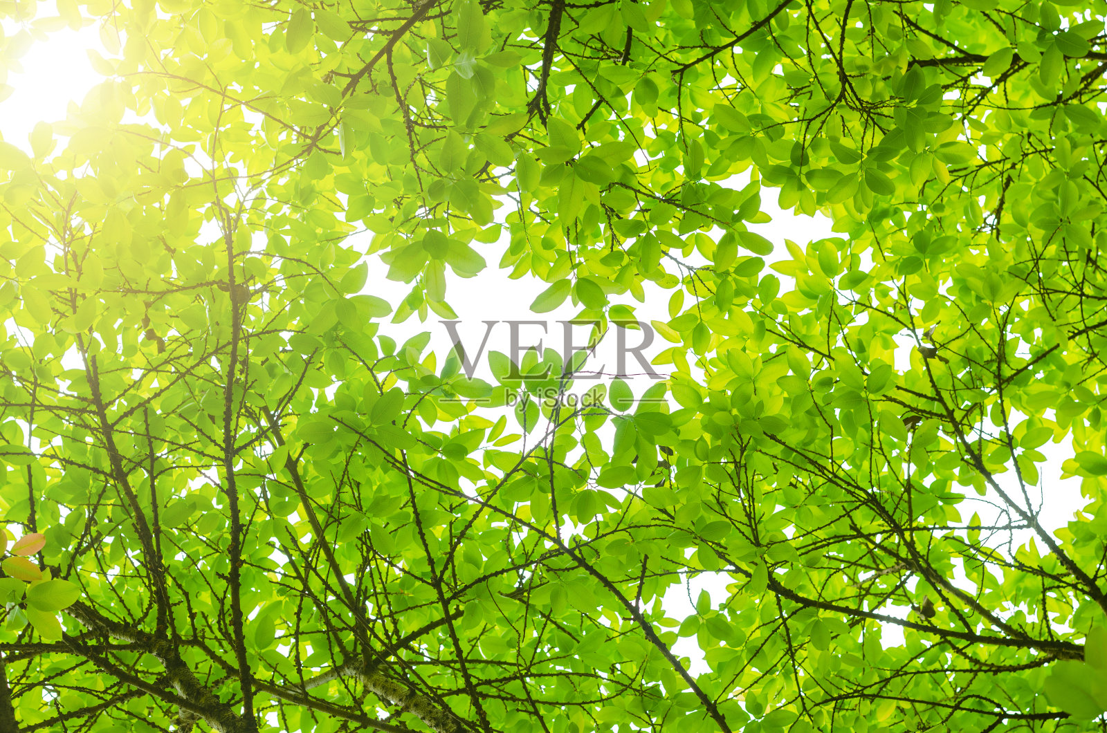 绿叶孤立白色背景与修剪路径。自然框架的装饰设计与阳光。照片摄影图片