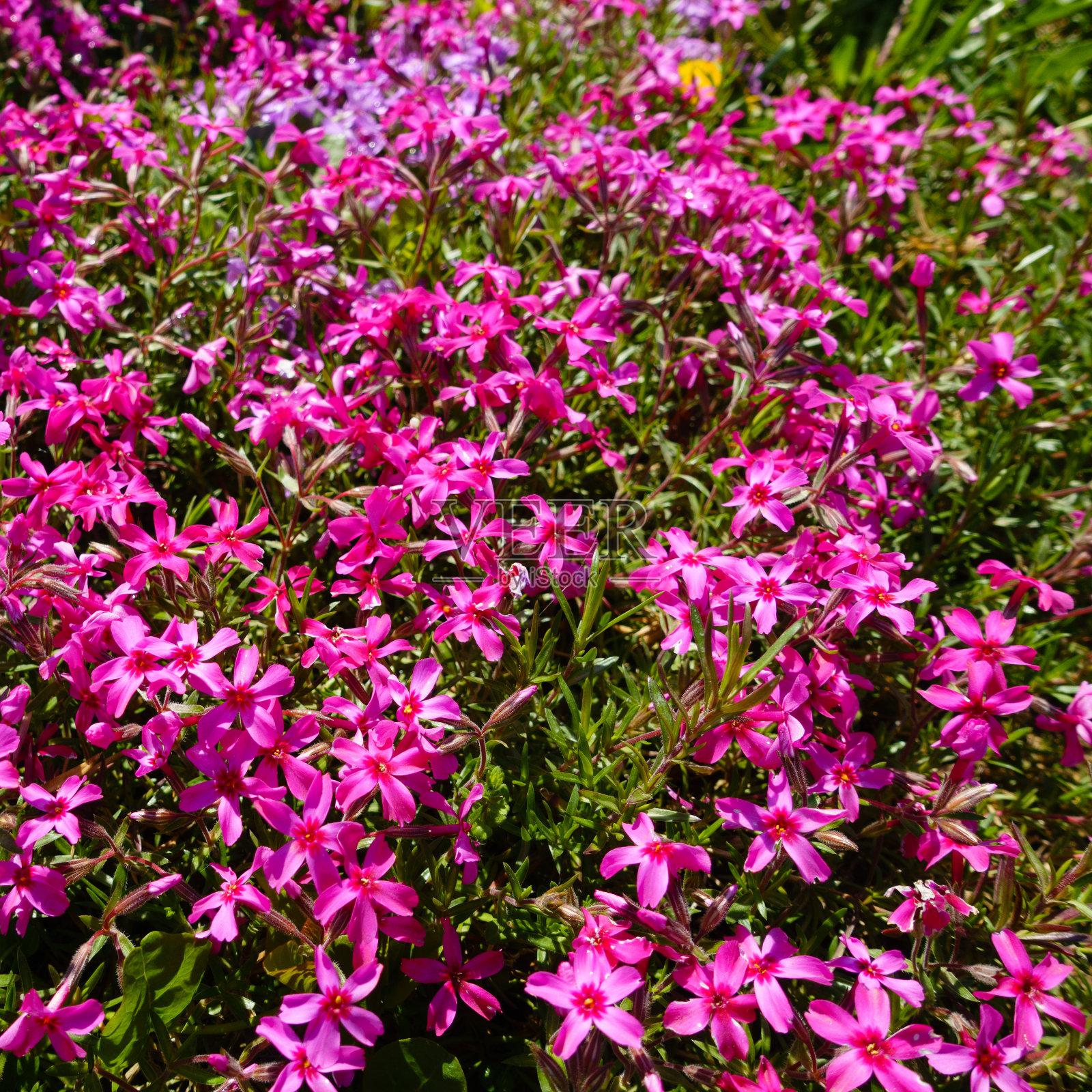 美丽的粉红色花,钻形夹竹桃,青苔夹竹桃照片摄影图片